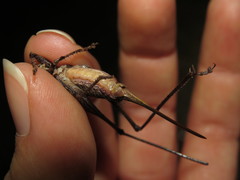 Antaxius spinibrachius