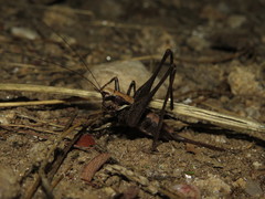 Antaxius spinibrachius