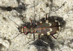 Cicindela maritima