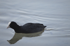 Fulica atra