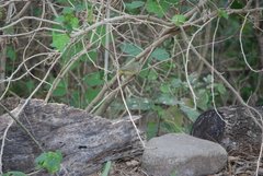 Leiothlypis celata