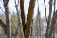 Salix acutifolia