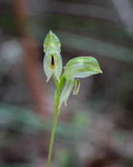 Pterostylis melagramma