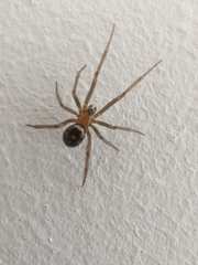 Steatoda grossa