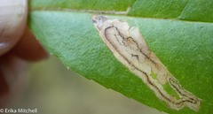 Stigmella slingerlandella