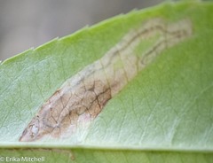 Stigmella slingerlandella