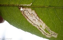 Stigmella slingerlandella