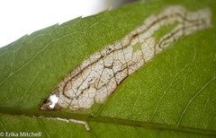 Stigmella slingerlandella