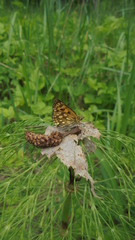 Carterocephalus