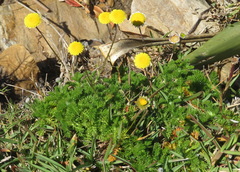Cotula discolor