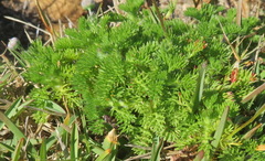 Cotula discolor