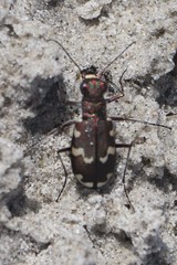 Cicindela maritima
