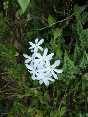 Leucocoryne ixioides