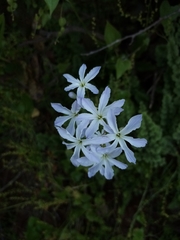 Leucocoryne ixioides