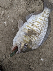 Amphistichus argenteus