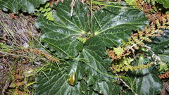 Lichtensteinia latifolia