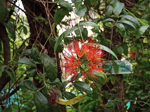 Combretum constrictum, photograph 6