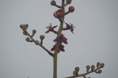 Melanthiaceae