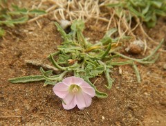 Convolvulus erubescens