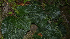 Lichtensteinia latifolia