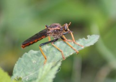 Microstylum mexicanus