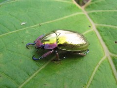 Chrysina aurigans