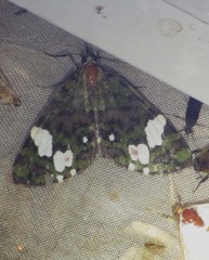 Hydriomena polyphonta