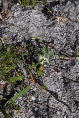 Dasispermum