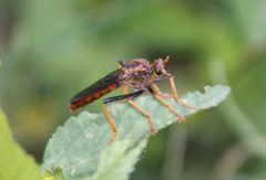 Microstylum mexicanus