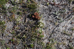 Dasispermum