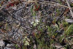 Dasispermum