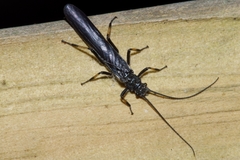 Austroperla cyrene