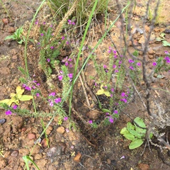Muraltia serpylloides