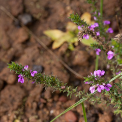Muraltia serpylloides