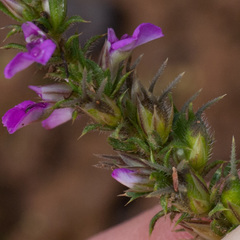 Muraltia serpylloides