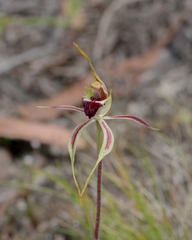 Caladenia parva