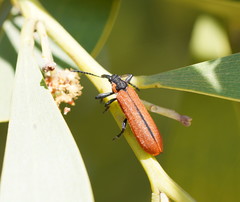 Rhinotia haemoptera