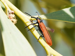 Rhinotia haemoptera