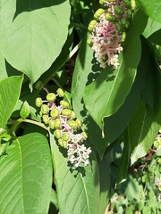 Phytolacca americana