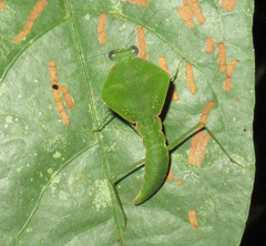 Choeradodis rhomboidea