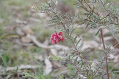 Grevillea lanigera