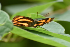 Pantoporia
