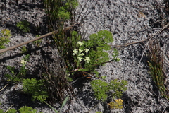 Dasispermum