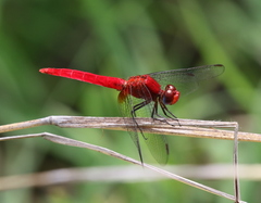 Crocothemis striata