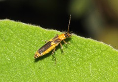 Belotus bicolor
