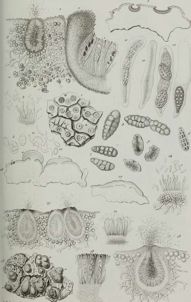 Lecanora orosthea