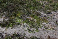 Dasispermum