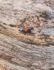 Anthophagus caraboides
