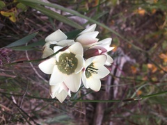Ixia abbreviata