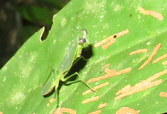 Choeradodis rhomboidea